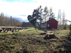 Nu blev det ljust och fint när de stora träden kapades ner.